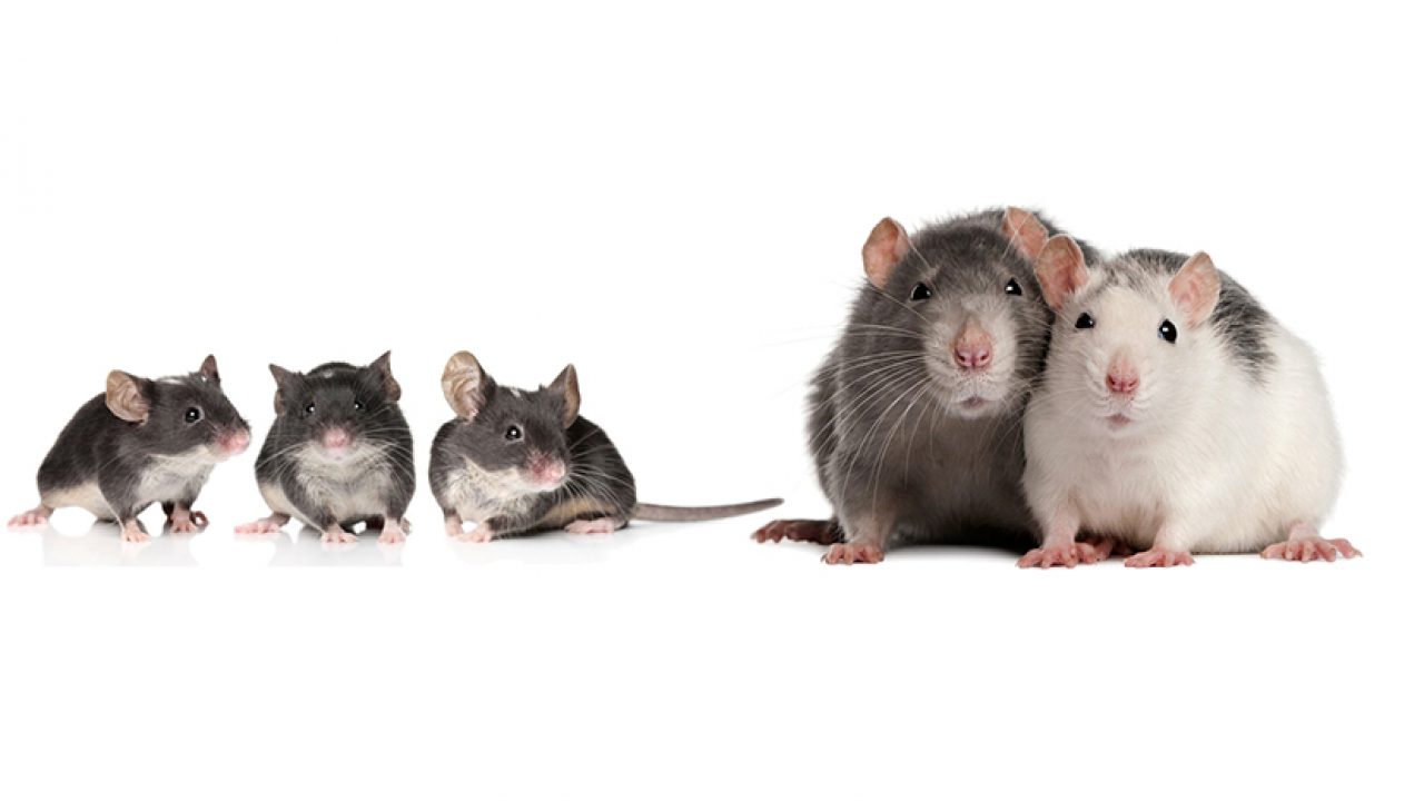 Diferencia entre Ratas y Ratones