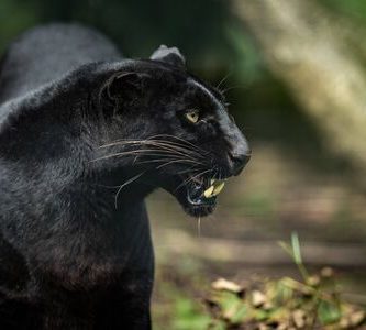 soñar puma negro
